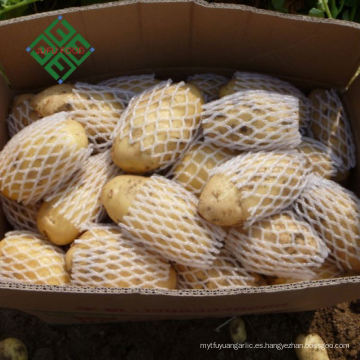 Patata dulce de exportación de China Fresh 100-600g
